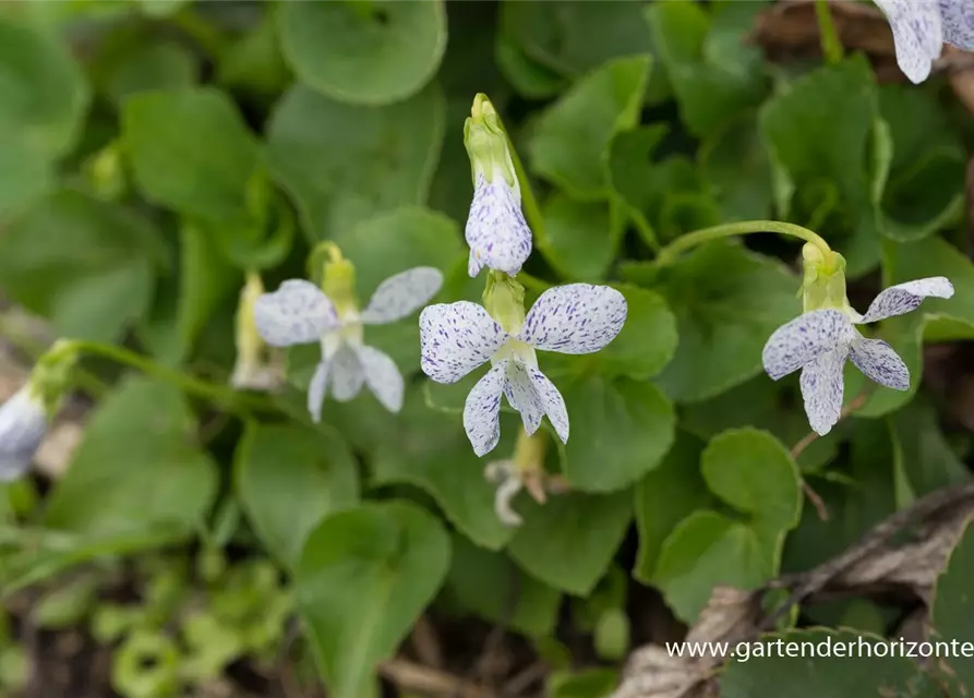 Garten-Pfingst-Veilchen 'Freckles'