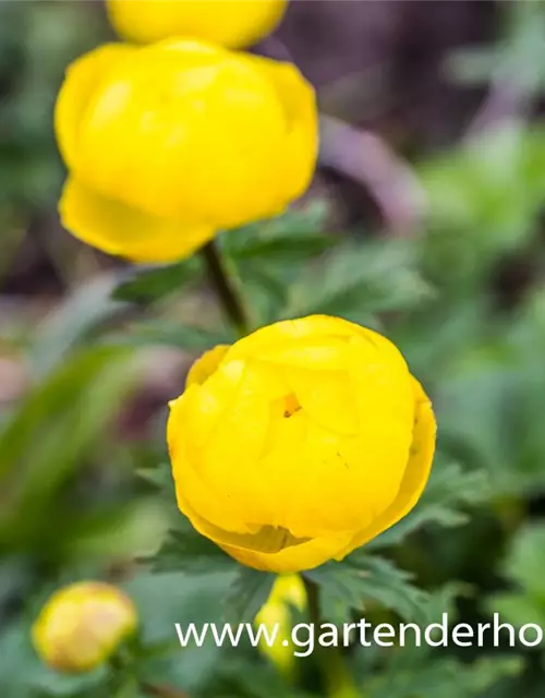 Europäische Trollblume