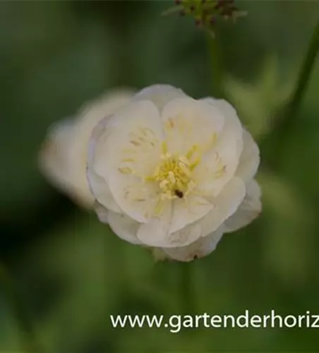 Garten-Trollblume 'New Moon'