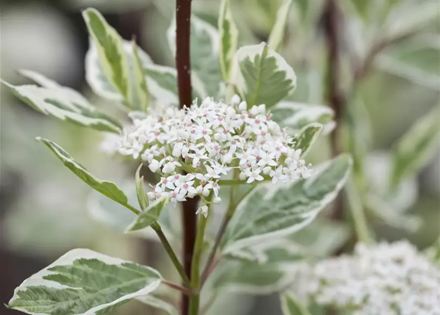 Hartriegel 'Elegantissima'