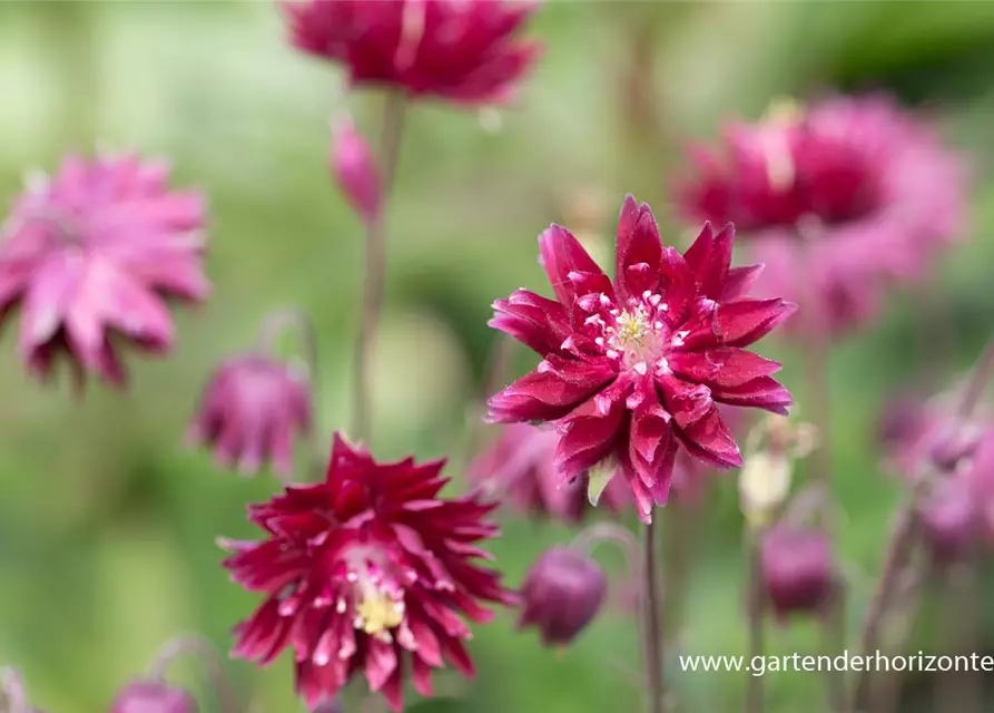 Aquilegia vulgaris 'Ruby Port'