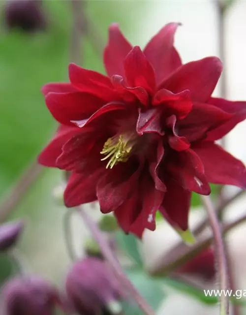 Aquilegia vulgaris 'Ruby Port'