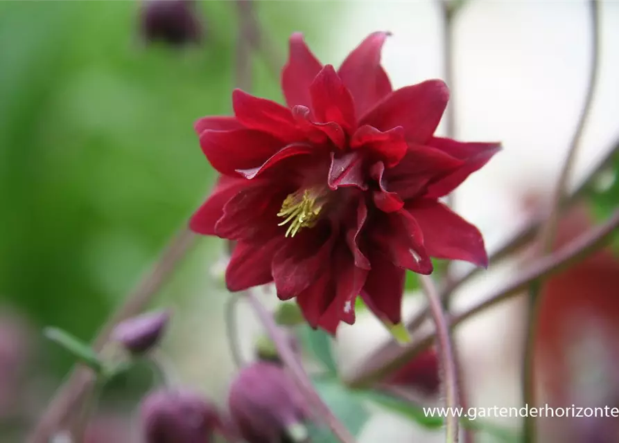 Aquilegia vulgaris 'Ruby Port'