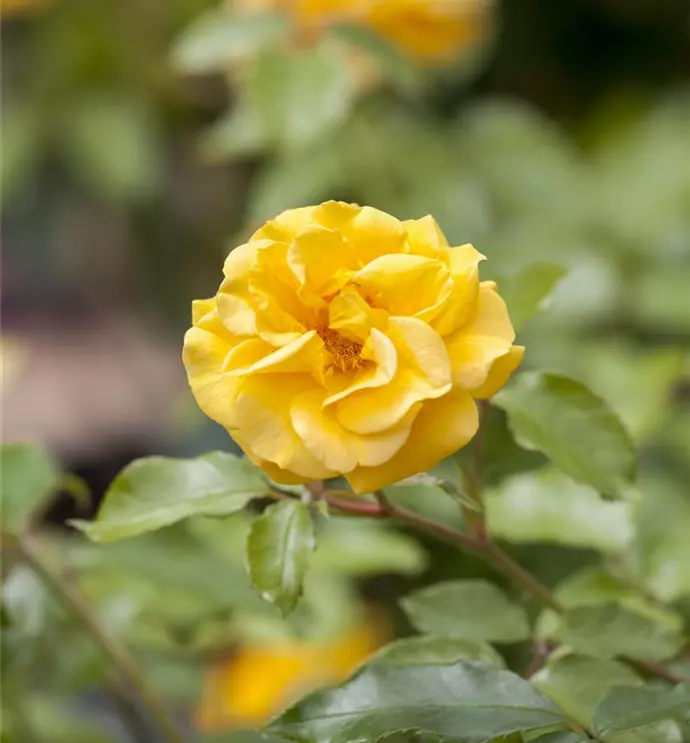 Rosen kaufen und bequem nach Hause liefern lassen