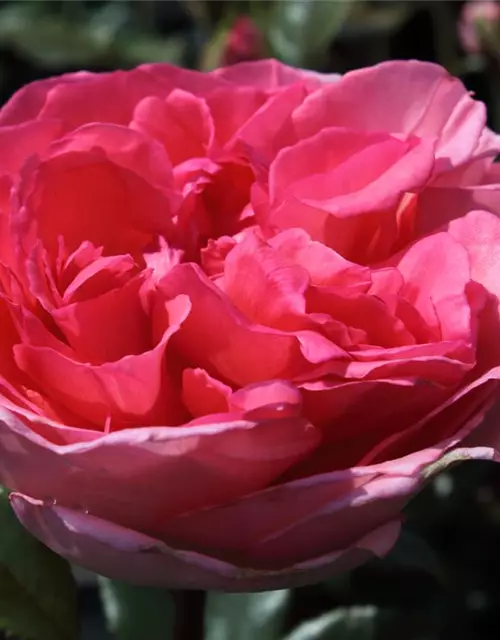 Edelrose 'Fragonard'®