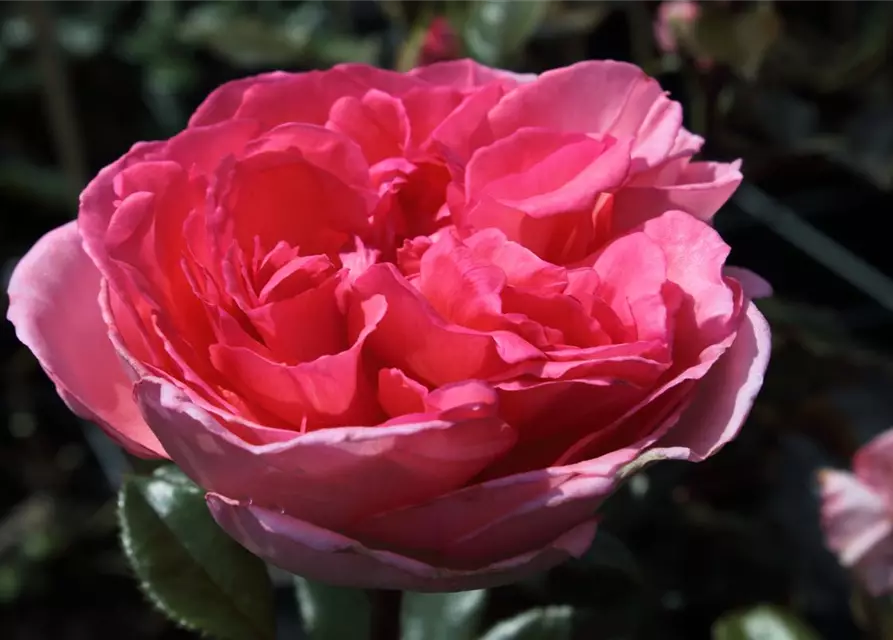 Edelrose 'Fragonard'®