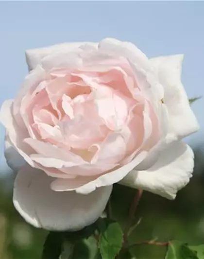 Kletterrose 'Madame Alfred Carrière'