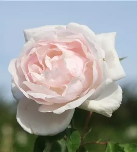 Kletterrose 'Madame Alfred Carrière'