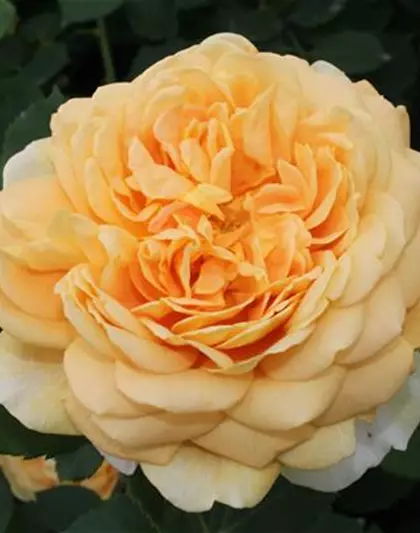 Strauchrose 'Golden Celebration'®