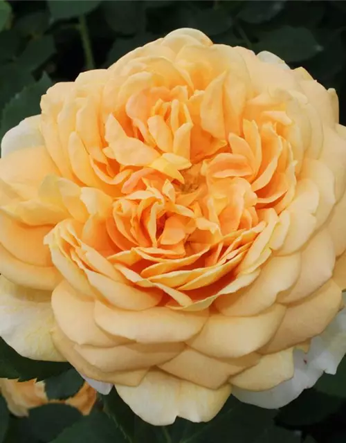 Strauchrose 'Golden Celebration'®