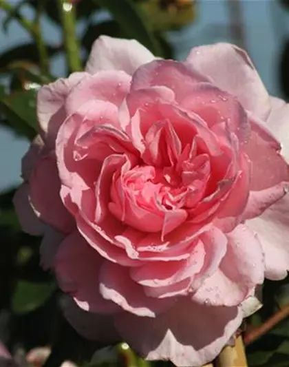 Strauchrose 'Alexandra - Princesse de Luxembourg'®