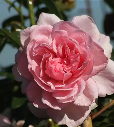 Strauchrose 'Alexandra - Princesse de Luxembourg'®