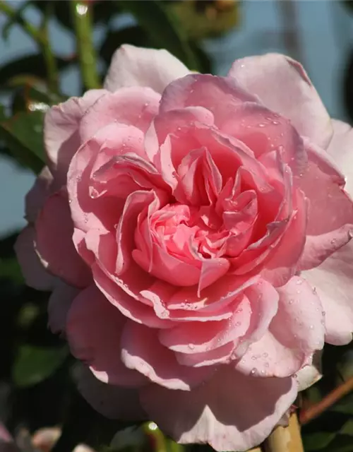 Strauchrose 'Alexandra - Princesse de Luxembourg'®