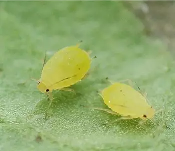 Schädlinge im Garten richtig erkennen und bekämpfen