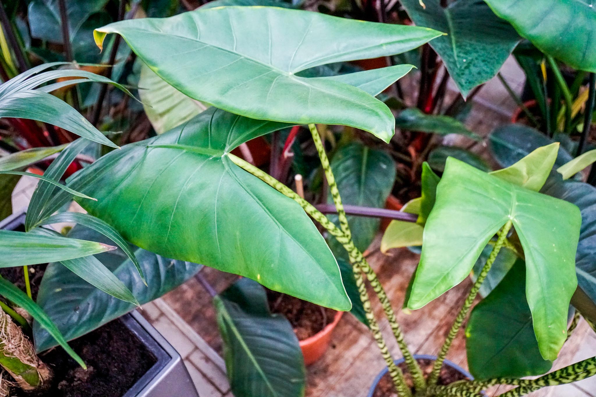 alocasia-zimmerpflanzen-im-kiefl-gartencenter-in-gauting-bei-muenchen-60.jpg