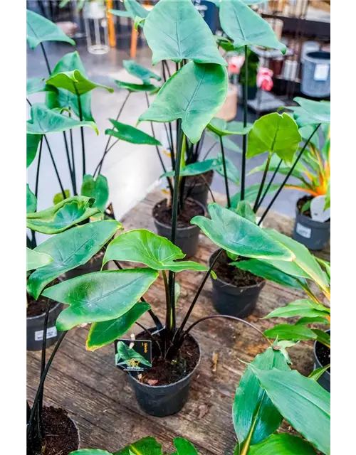 Alocasia zebrina 'Black Stem', 14 cm Topf