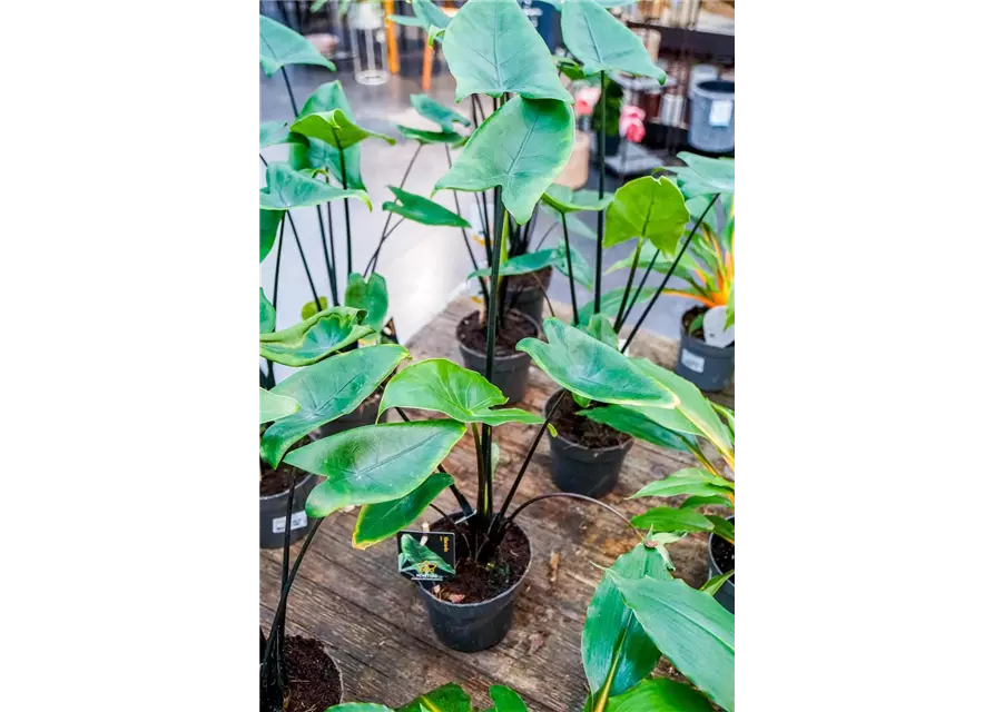 Alocasia zebrina 'Black Stem', 14 cm Topf