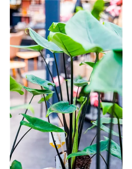 Alocasia zebrina 'Black Stem', 14 cm Topf