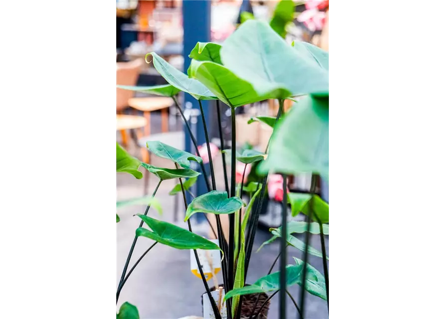 Alocasia zebrina 'Black Stem', 14 cm Topf