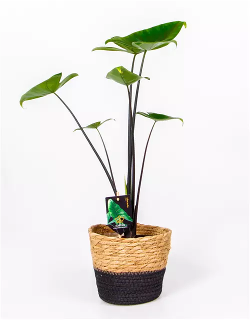 Alocasia zebrina 'Black Stem', 14 cm Topf