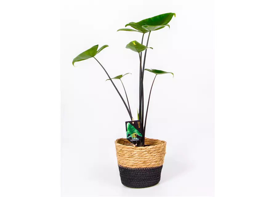 Alocasia zebrina 'Black Stem', 14 cm Topf