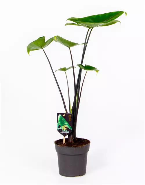 Alocasia zebrina 'Black Stem', 14 cm Topf