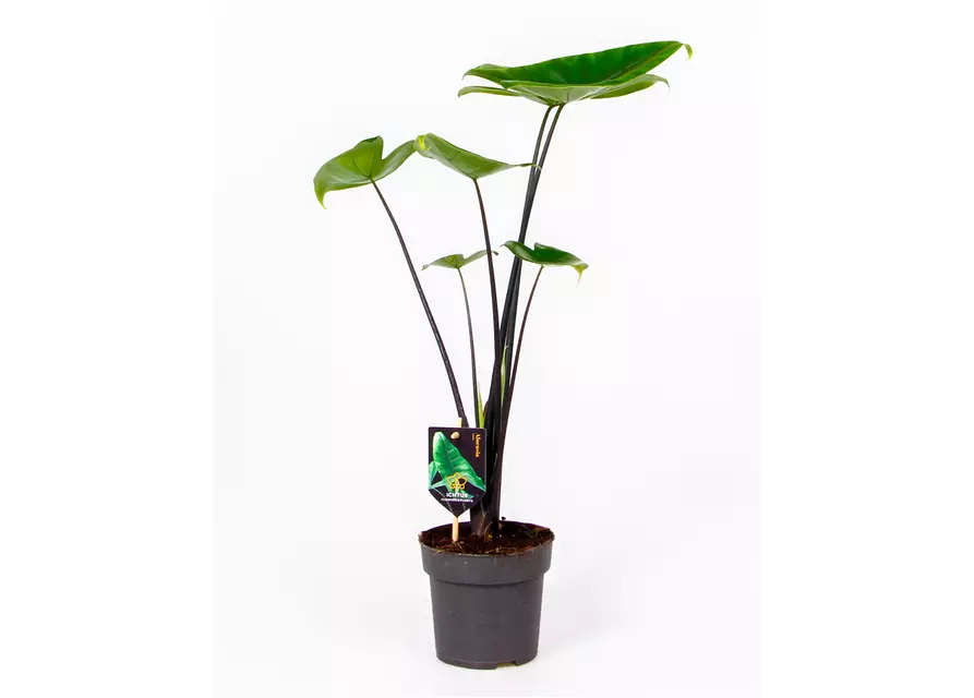 Alocasia zebrina 'Black Stem', 14 cm Topf