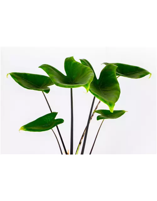 Alocasia zebrina 'Black Stem', 14 cm Topf