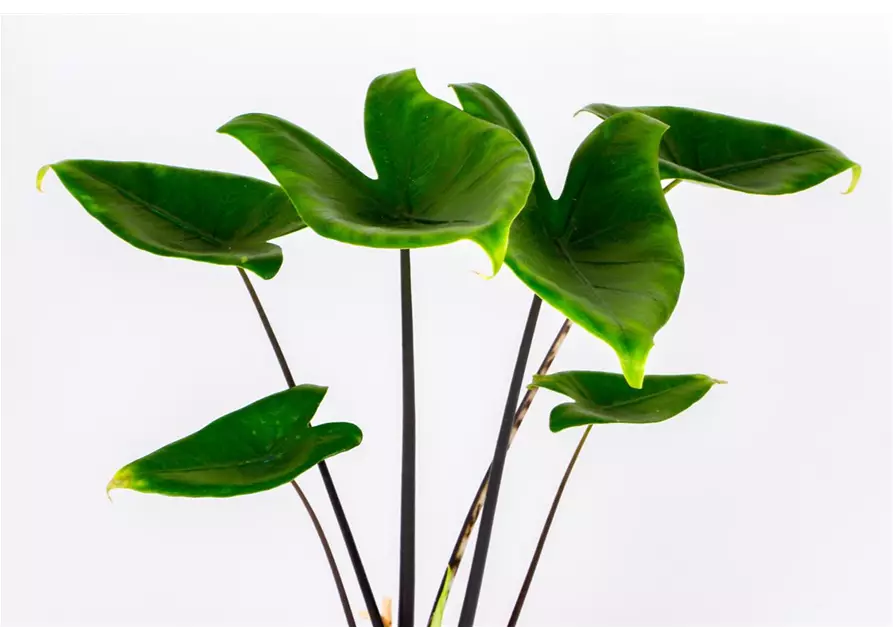 Alocasia zebrina 'Black Stem', 14 cm Topf