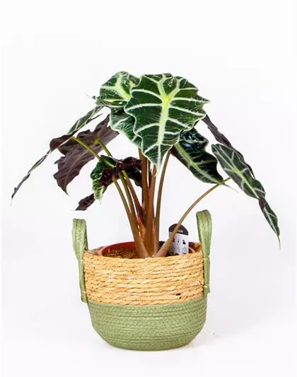 Alocasia 'Polly'