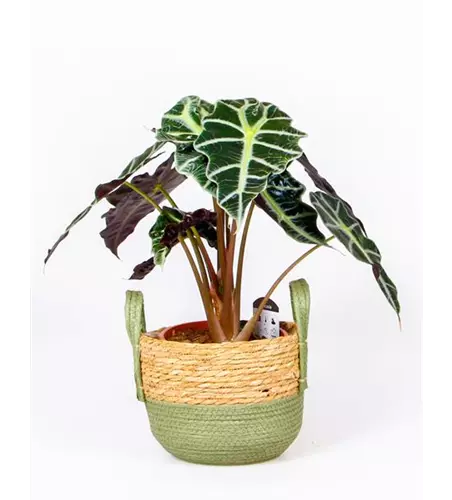 Alocasia 'Polly'