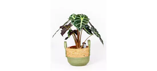 Alocasia 'Polly'