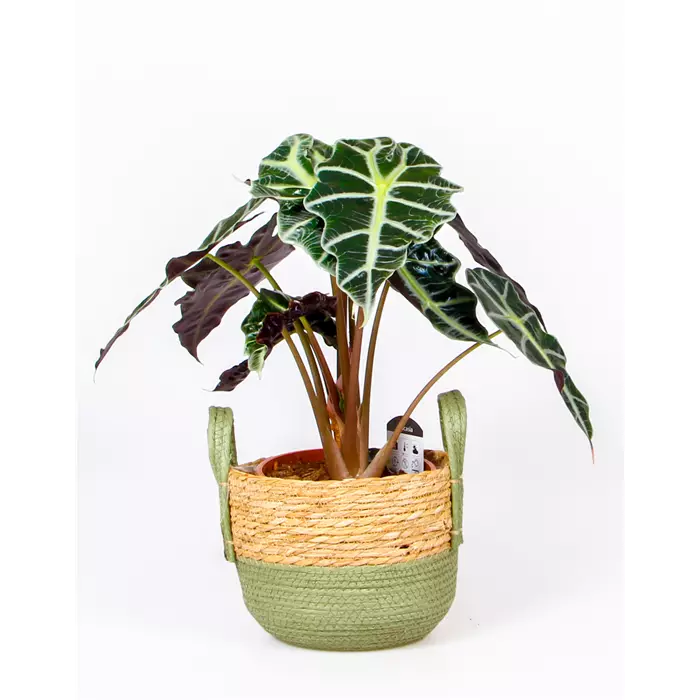 Alocasia 'Polly'