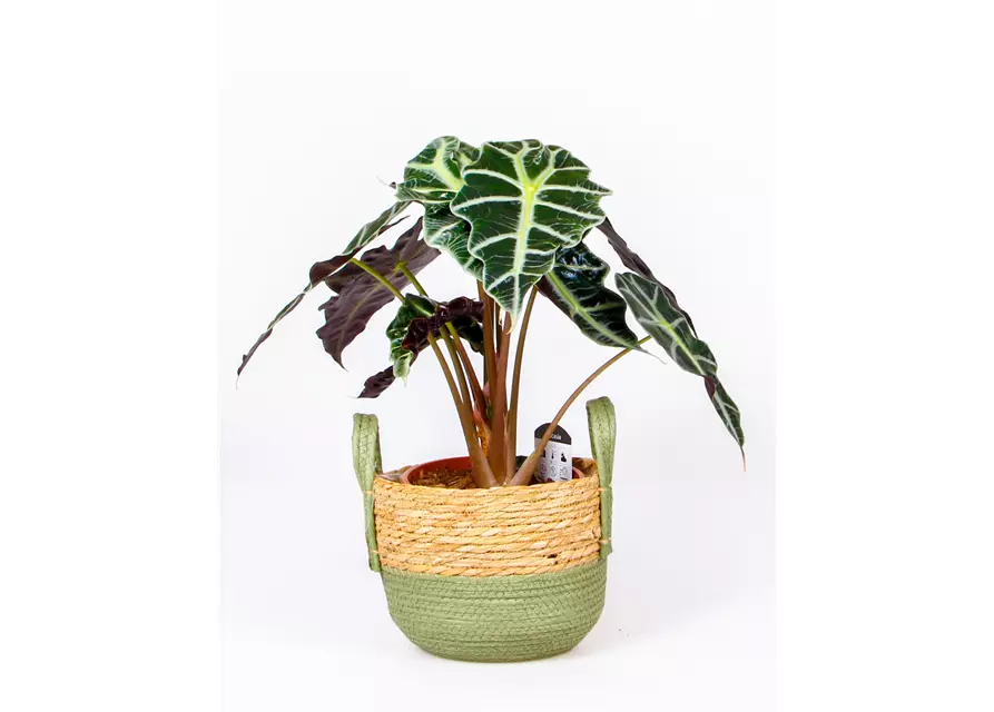 Alocasia 'Polly'