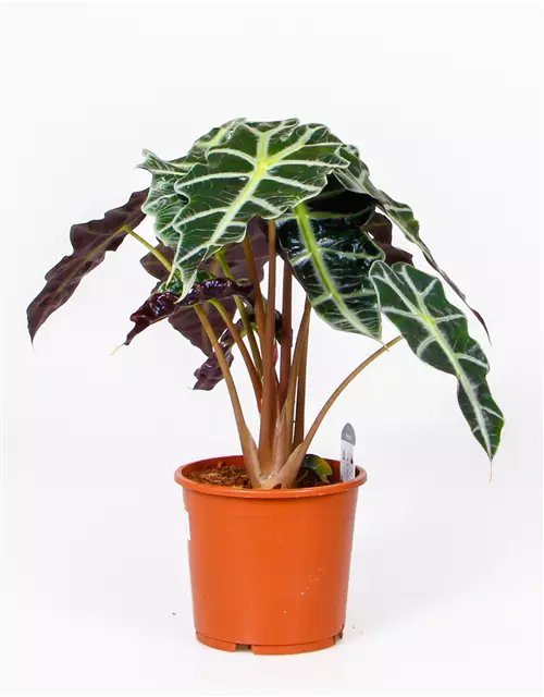 Alocasia 'Polly'