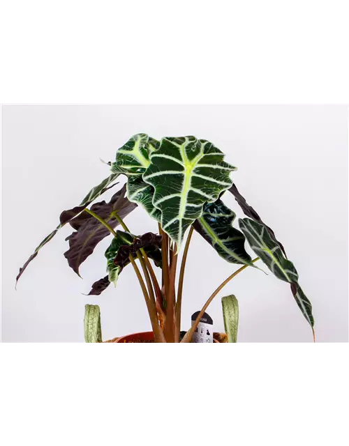 Alocasia 'Polly'