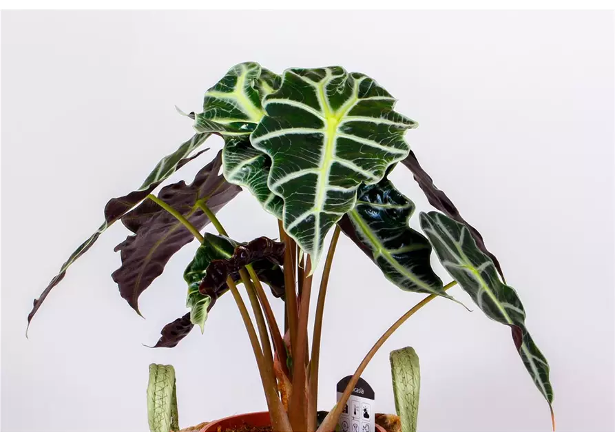 Alocasia 'Polly'