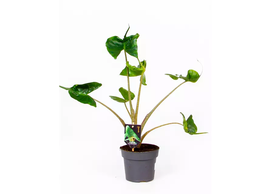 Alocasia 'Stingray', 14 cm Topf