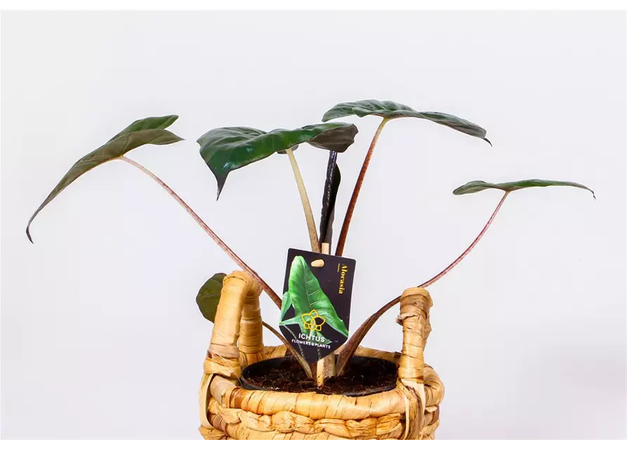 Alocasia 'Stingray', 14 cm Topf