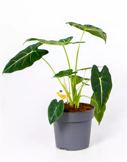 Alocasia micholitziana 'Frydek', 14 cm Topf