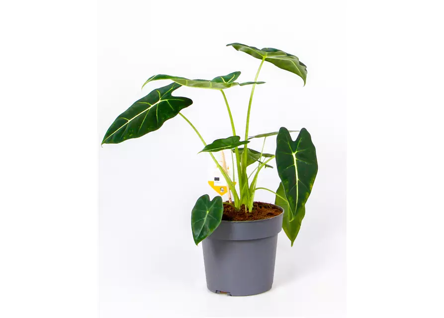 Alocasia micholitziana 'Frydek', 14 cm Topf