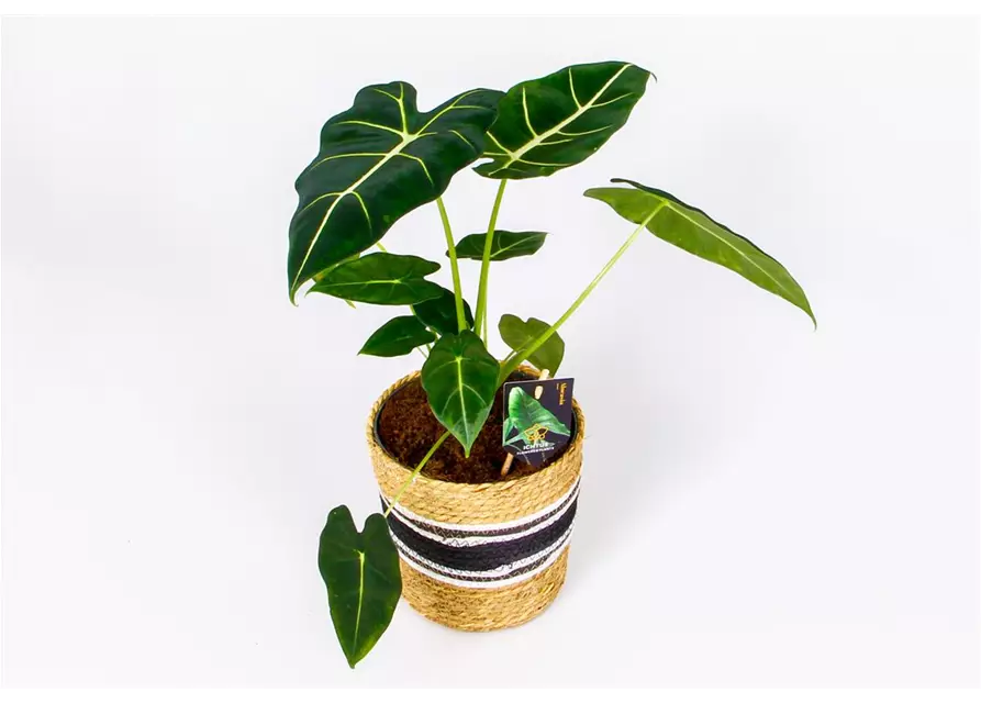 Alocasia micholitziana 'Frydek', 14 cm Topf