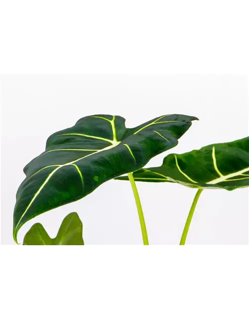 Alocasia micholitziana 'Frydek', 14 cm Topf