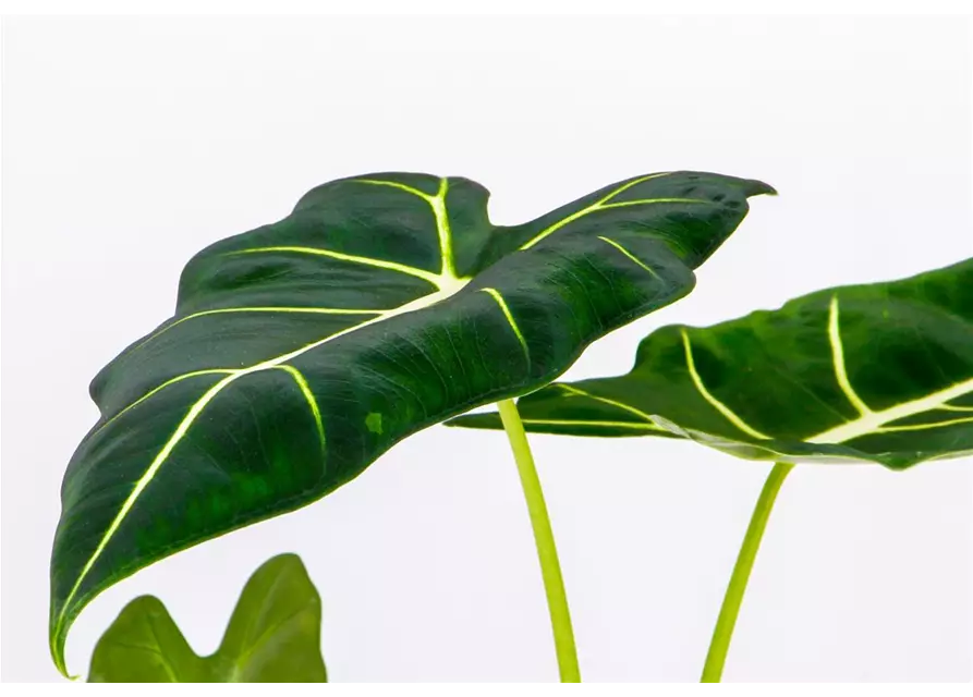 Alocasia micholitziana 'Frydek', 14 cm Topf