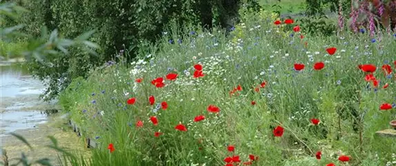 Samenbomben – blühende Überraschungen im Garten