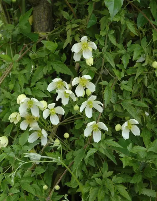 Clematis montana 'Superba'