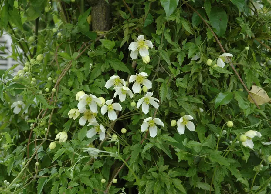 Clematis montana 'Superba'