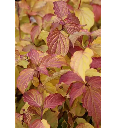 Cornus sanguinea 'Midwinter Fire'