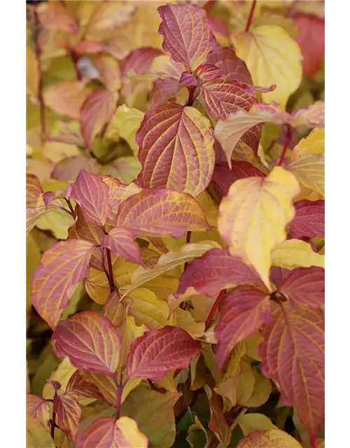 Cornus sanguinea 'Midwinter Fire'