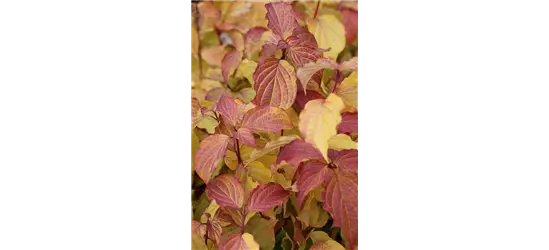 Cornus sanguinea 'Midwinter Fire'